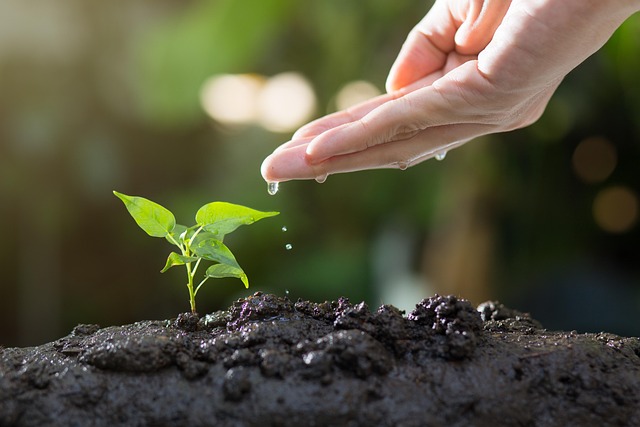 Astuce jardinage : plantez vos semis dans du papier toilette ! 14 thophilong soil g86c4b48f3 640
