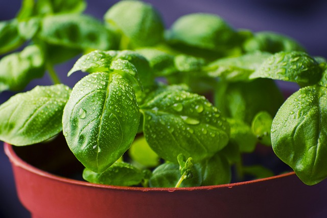 tookapic basil gfdc114956 640
