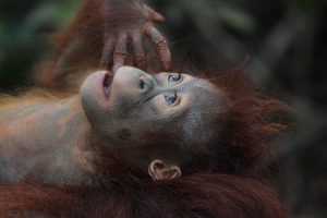 wallula wildlife g99ff03b0c 640