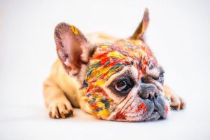 whitedaemon dog gfe10427c5 640