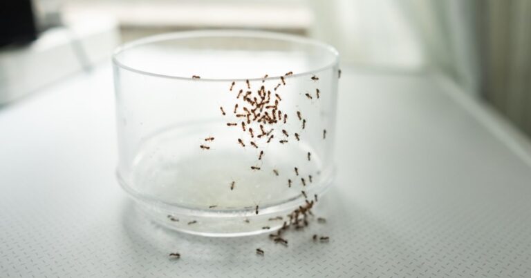 Fourmis dans la maison : l’astuce pour éviter l’invasion 27 Normal 2026 05 12T101543.924 768x403 1