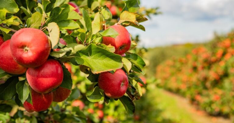 Pour multiplier vos récoltes de fruits, plantez dès maintenant ces plantes sous vos arbres 24 Normal 2026 05 18T094834.866 768x403 1
