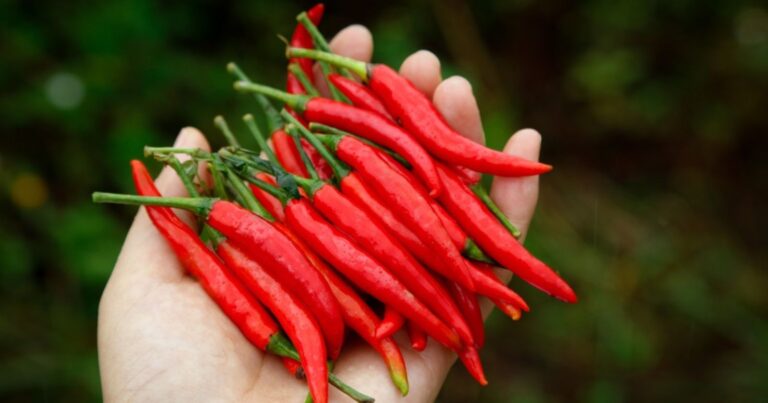Jardinage : le secret des pros pour faire exploser votre récolte de poivrons et piments 35 Normal 2026 05 19T093013.649 768x403 1