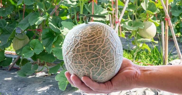 Melon : le secret des jardiniers pour une récolte explosive et parfaite cet été 36 Normal 2026 05 19T094626.589 768x403 1