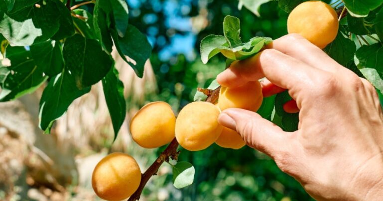 Trouvez des tas de fruits gratuits à côté de chez vous grâce à cette carte interactive 19 Normal 2026 05 21T071617.774 768x403 1