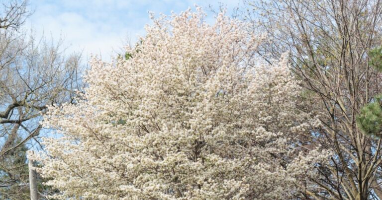 Dans votre jardin, ce petit arbre deviendra un véritable sanctuaire à abeilles 11 Normal 2026 05 21T100806.517 768x403 1