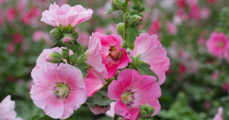 Rose trémière : le secret de génie des anciens pour sauver les maisons de l’humidité 1 Normal 2026 05 26T111620.098 768x403 1