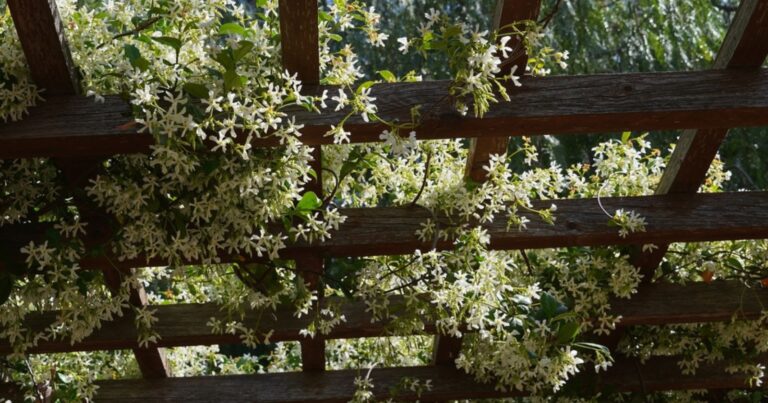 Top 5 des plantes grimpantes pour transformer votre pergola cet été 5 Normal 2026 06 03T111542.334 768x403 1