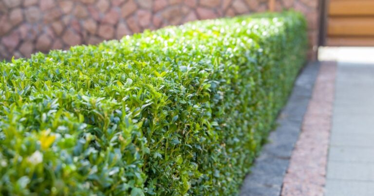 Buis : l’astuce secret pour sauver ce roi des jardins français face aux parasites 37 Normal 2026 06 03T161331.601 768x403 1