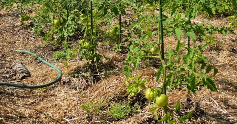 Potager : le secret de grand-père pour diviser vos factures d’eau cet été 24 Normal 2026 06 04T114713.038 768x403 1