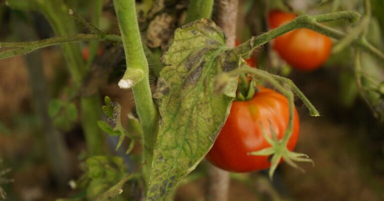 Mildiou : le secret oublié des anciens pour immuniser totalement vos tomates 26 Normal 2026 06 08T122642.481 768x403 1