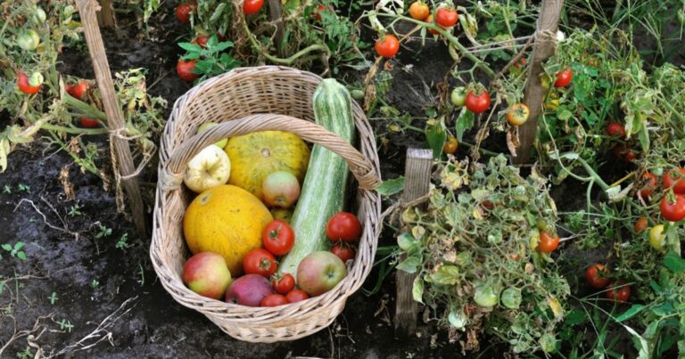 Purin d’ortie : le secret 100 % naturel pour booster et protéger votre potager 21 Normal 2026 06 09T142629.268 768x403 1