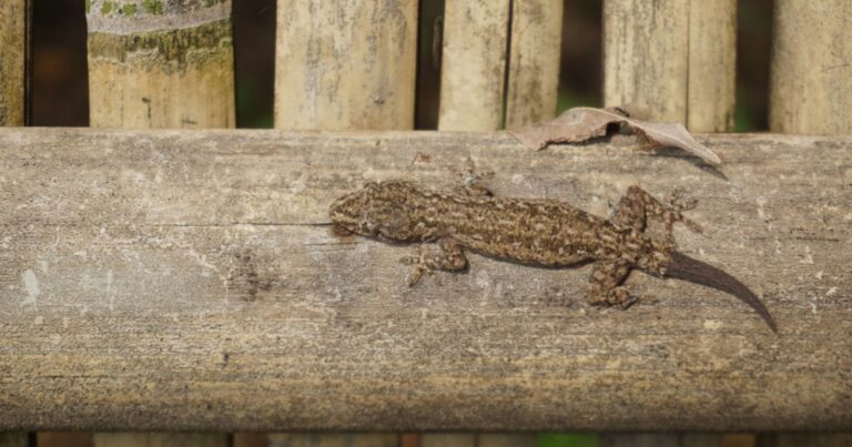Que signifie la présence d’un lézard dans votre jardin ? 22 Normal 2026 06 09T144447.207 768x403 1