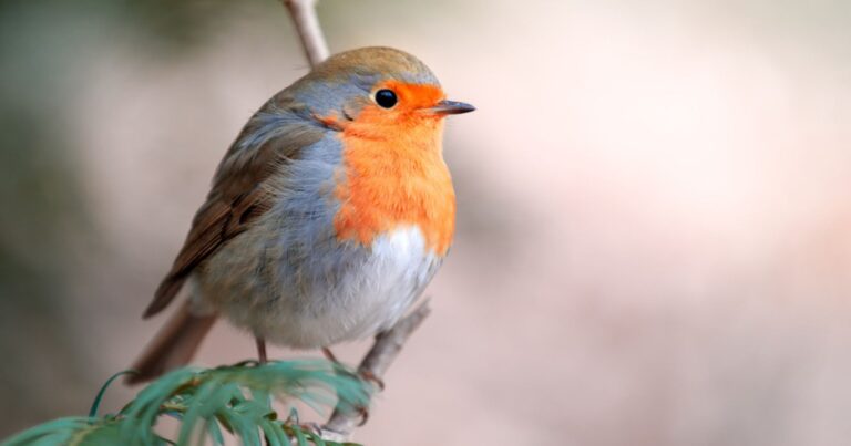 Canicule : avec cette astuce, les oiseaux viendront en nombre dans votre jardin 18 Normal 2026 06 15T105402.982 768x403 1