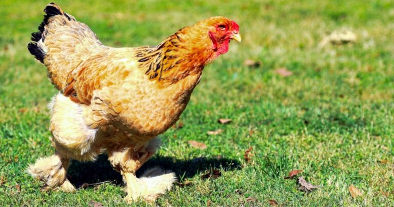Canicule : comment sauver vos poules des grosses chaleurs ? 2 Normal 2026 06 16T121227.990 768x403 1