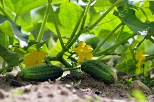 artellliii72 cucumbers g430b2e2d4 640