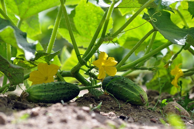Le concombre lemon, le légume oublié à remettre dans l’assiette cet été 38 artellliii72 cucumbers ga2e6dfe19 640