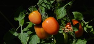 congerdesign tomatoes gef7fc2ee9 640