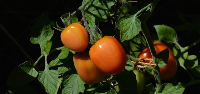 Faire pousser des tomates à l’envers, oui… mais attention ! 5 congerdesign tomatoes gef7fc2ee9 640