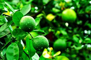 ignartonosbg lemon g3126ea5dd 640