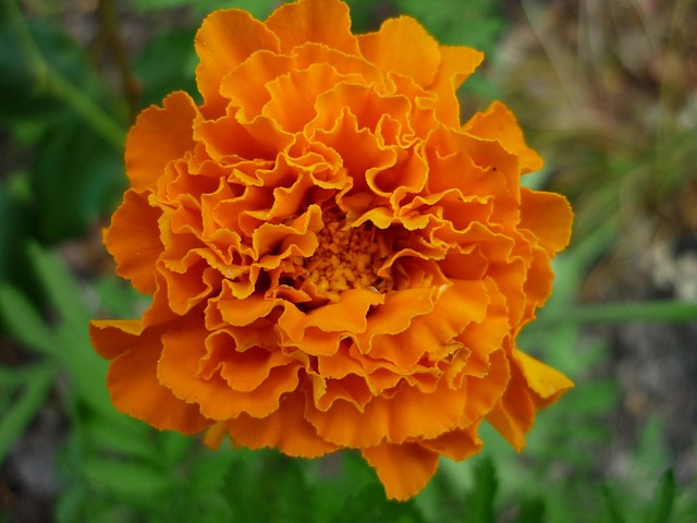 Comment prendre soin de vos plantes pendant les vacances ? 9 jurgko student flower g1bd3a5830 640