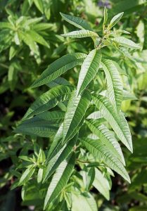 lebensmittelfotos lemon verbena g90e5626bb 640