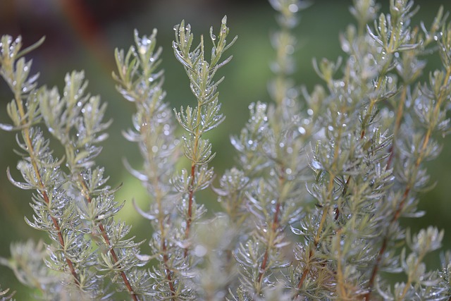 Nos conseils pour un romarin heureux, au jardin comme au balcon 14 lucavolpe rosemary g386083cc3 640