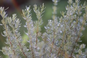 lucavolpe rosemary g593f8d4b4 640