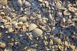 mabelamber crushed shells gd0221220e 640