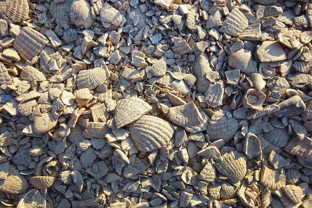 Les astuces pour une allée en gravier sans aucune mauvaise herbe 4 mabelamber crushed shells gd0221220e 640
