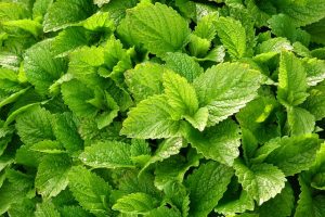 maky orel lemon balm g49672e710 640