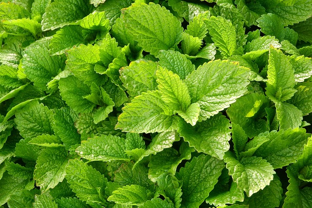 Découvrir la mélisse et ses vertus 38 maky orel lemon balm g49672e710 640