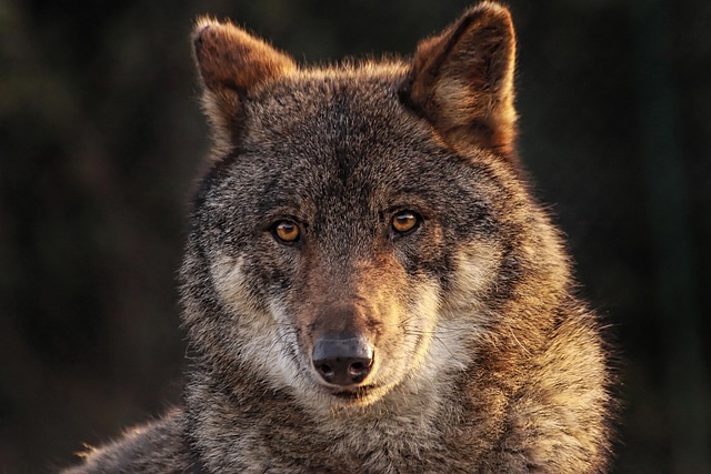 Cette bactérie carnivore qui menace nos plages cet été 8 maminounou wolf g3b7cb719e 640