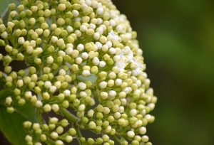 neelam279 elderflower g2c5414e4f 640
