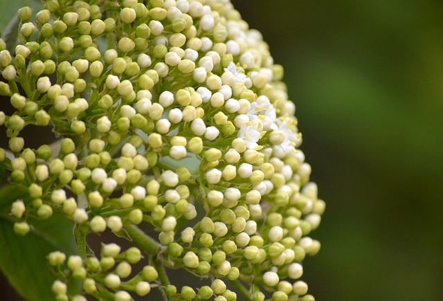 neelam279 elderflower g2c5414e4f 640