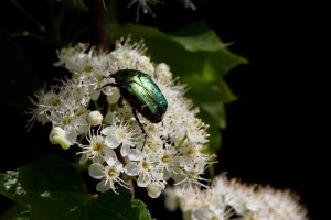 nennieinszweidrei shiny gold rose beetle gf134874ea 640