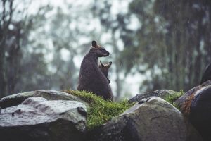 pexels kangaroos g091782ed9 640