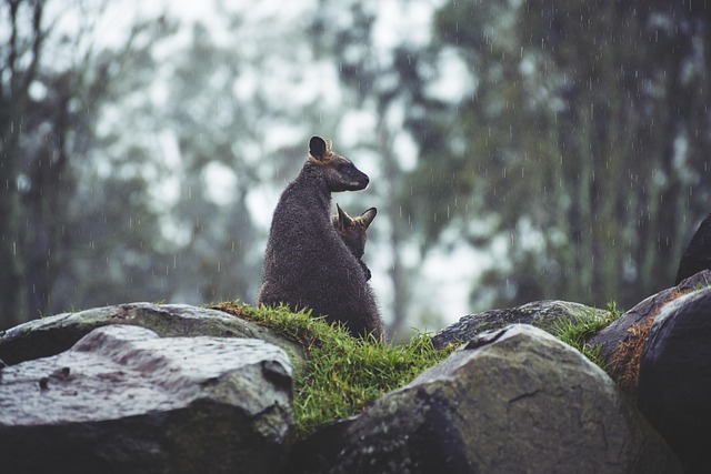 pexels kangaroos g091782ed9 640