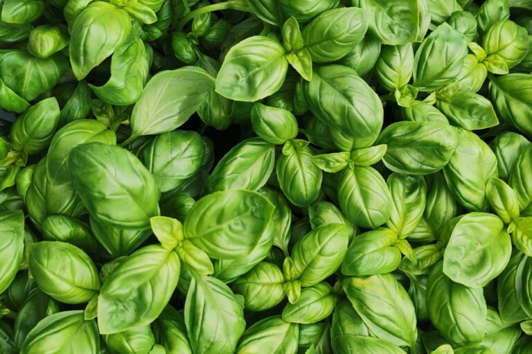 Basilic : découvrez le secret d’un expert pour démultiplier votre récolte tout l’été 10 shutterstock 2453436799 768x511 1
