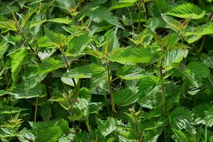sipa nettle g600bc4e25 640