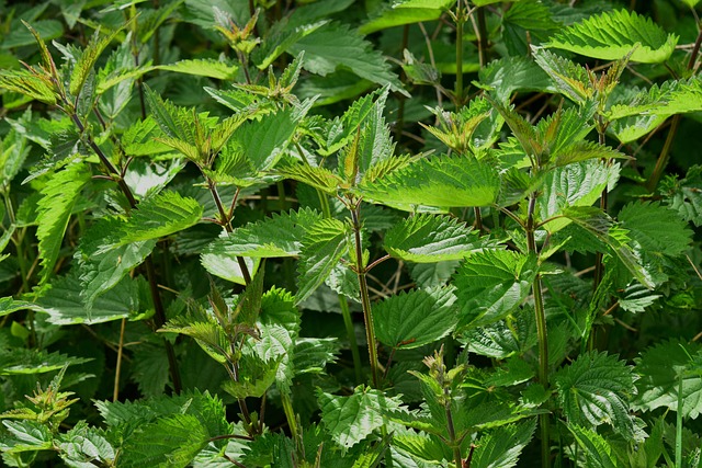 Purin d’ortie : recette naturelle contre les pucerons 16 sipa nettle g600bc4e25 640
