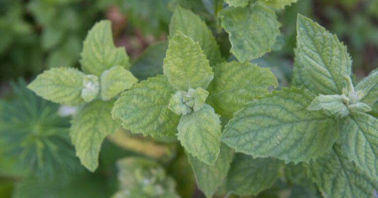 5 plantes qui repousseront les moustiques naturellement (et efficacement) 33 Normal 2026 06 15T092309.777 768x403 1