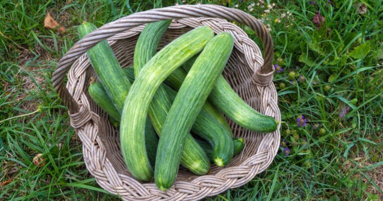 Au potager, cette astuce garantit une récolte record de concombres cet été 21 Normal 2026 06 16T085256.363 768x403 1