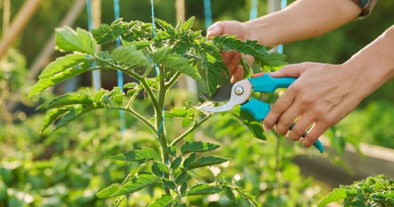 Tomates : pourquoi le secret oublié des anciens va sauver vos récoltes cet été 12 Normal 2026 06 17T095745.360 768x403 1