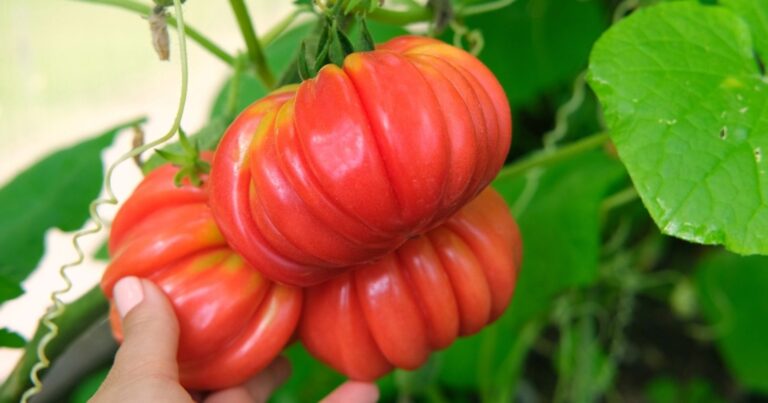 Tomates : le geste secret de 5 minutes pour booster votre récolte de 30 % cet été 12 Normal 2026 06 18T081509.459 768x403 1
