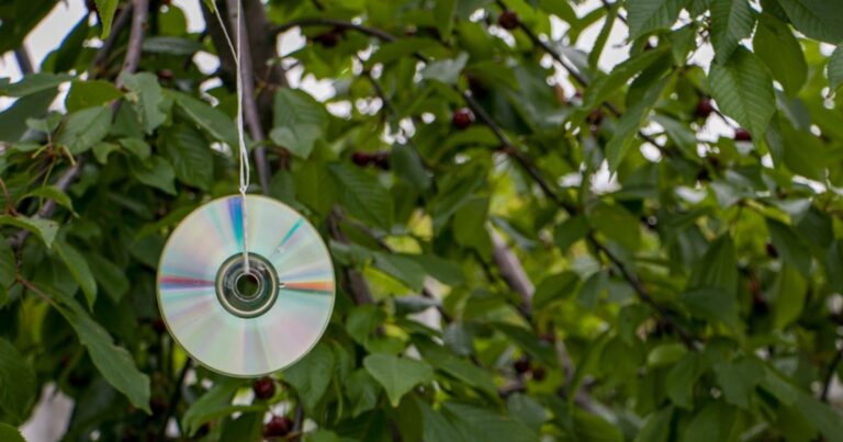 Cerisiers : pour éloigner les oiseaux, une astuce plus efficace que le CD 23 Normal 2026 06 19T112022.185 768x403 1