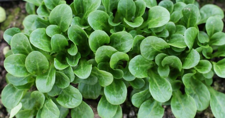 Voici les meilleures salades à planter dans un potager au mois de juillet 20 Normal 2026 06 22T065458.605 768x403 1