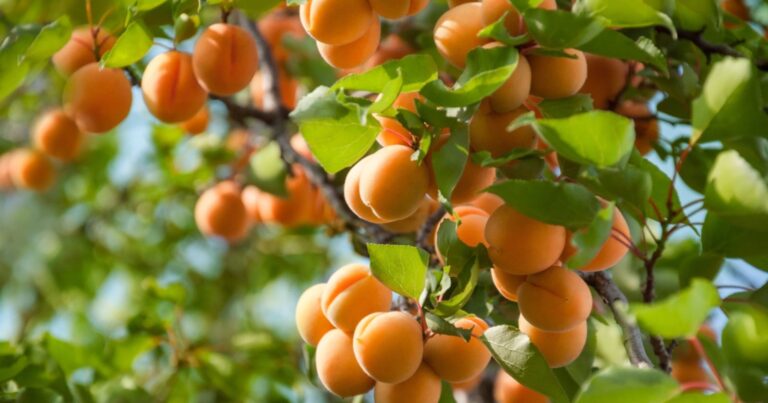 Comment transformer un simple noyau d’abricot en un arbre fruitier productif ? 21 Normal 2026 06 22T071457.072 768x403 1