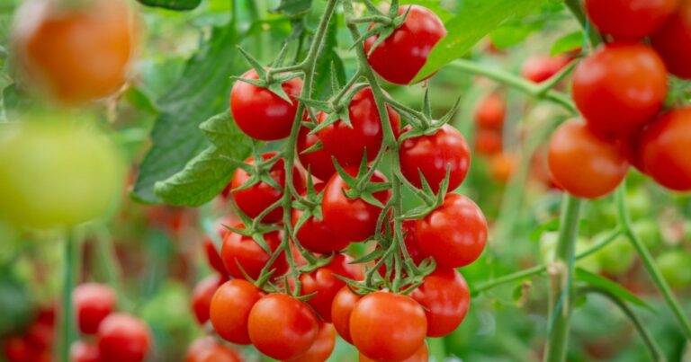 Plants de tomates sans tuteurs : une technique astucieuse et très pratique 15 Normal 2026 06 22T090644.754 768x403 1