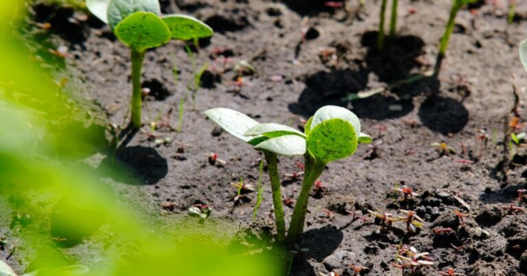 Cultiver son potager sans eau : cette méthode va révolutionner nos jardins 4 Normal 2026 06 25T113423.158 768x403 1
